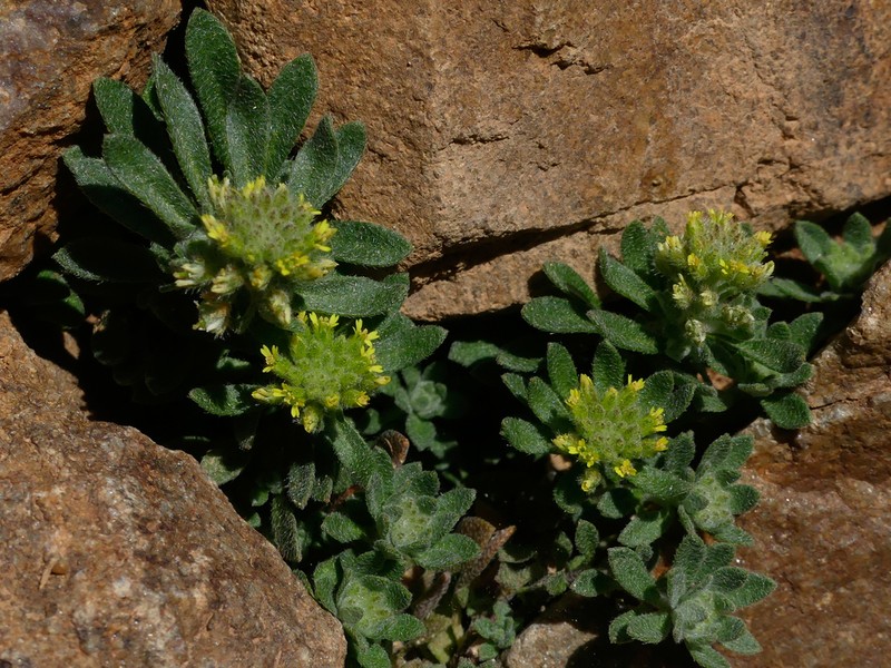 Alyssum collinum photo 8