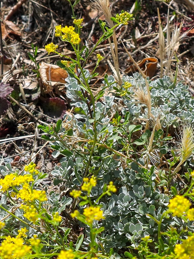 Yellowtuft