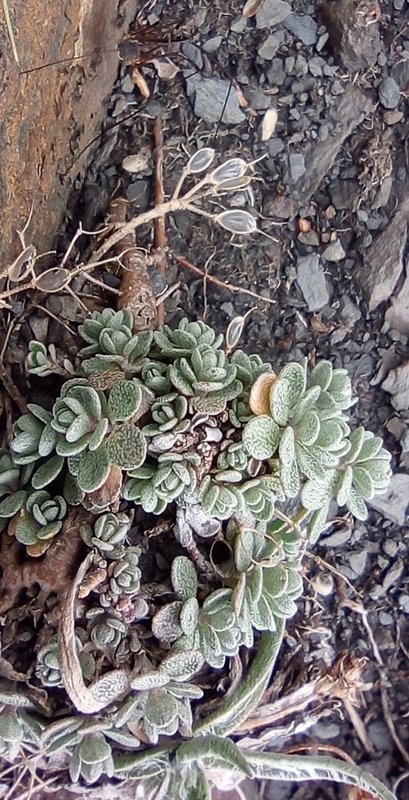 Alyssum cuneifolium photo 2