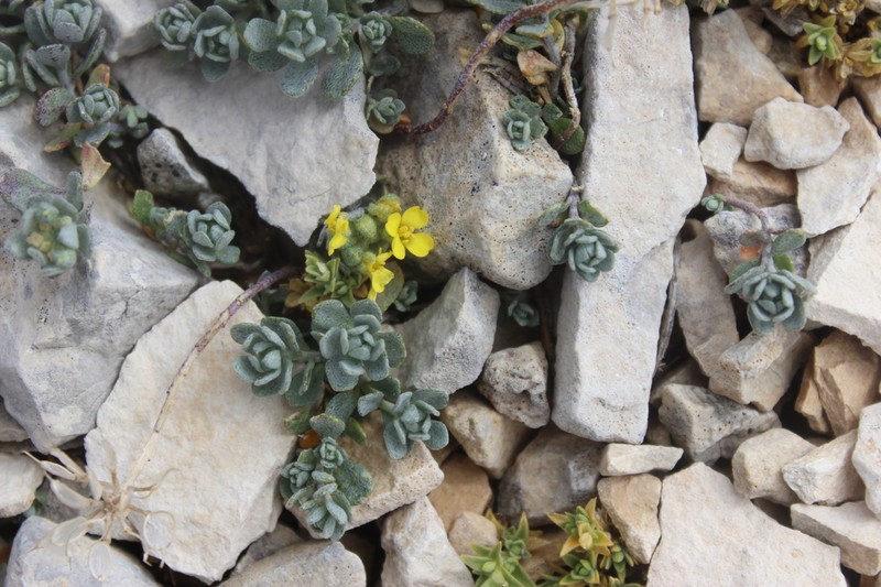 Alyssum cuneifolium photo 4