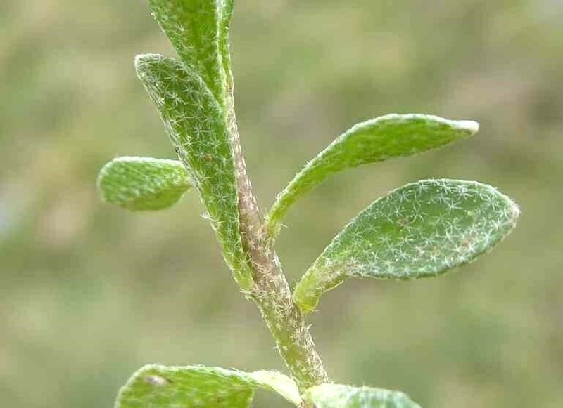 Alyssum cuneifolium photo 5