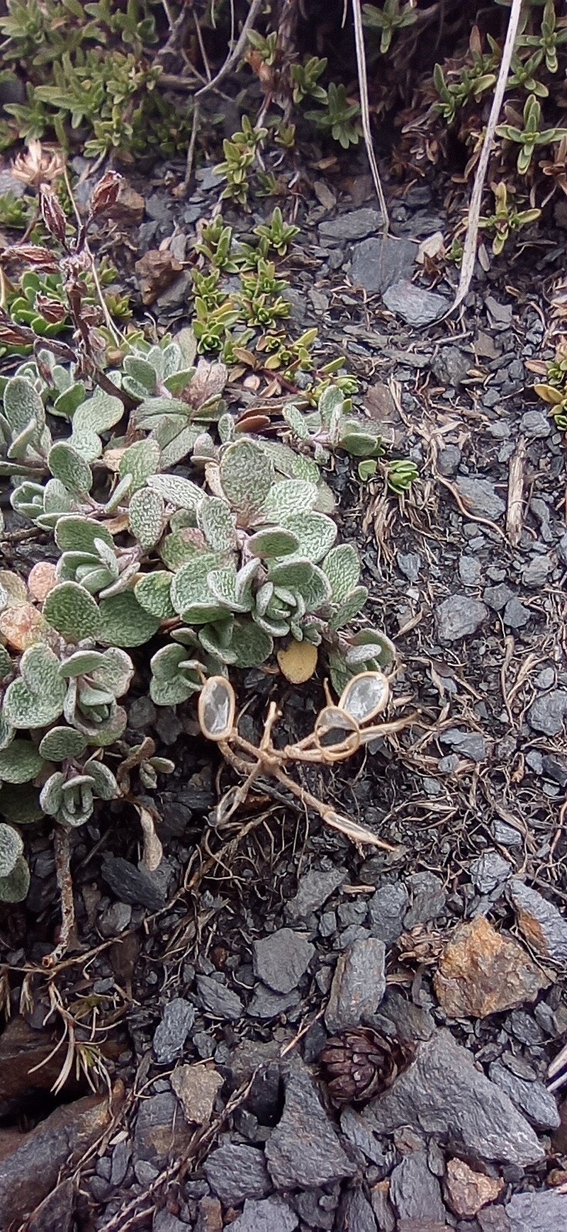 Alyssum cuneifolium photo 6