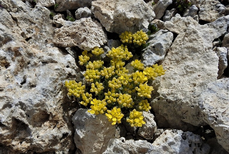 Alyssum cuneifolium photo 7
