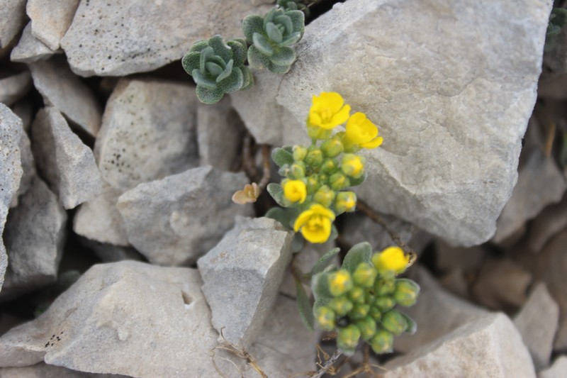 Alyssum cuneifolium photo 8
