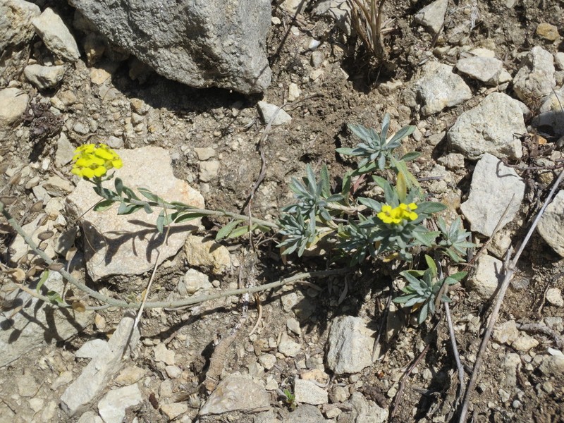 Alyssum dagestanicum photo 2