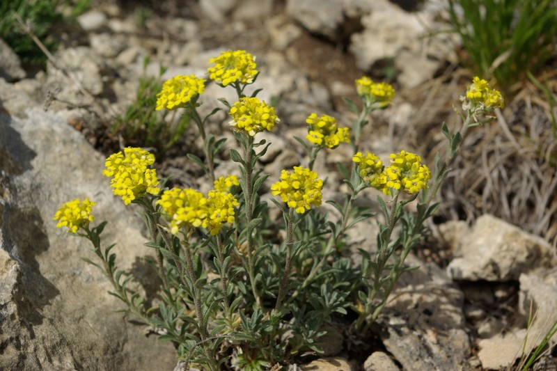 Alyssum dagestanicum photo 3