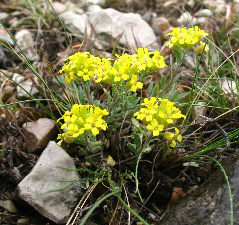 Alyssum dagestanicum photo 5