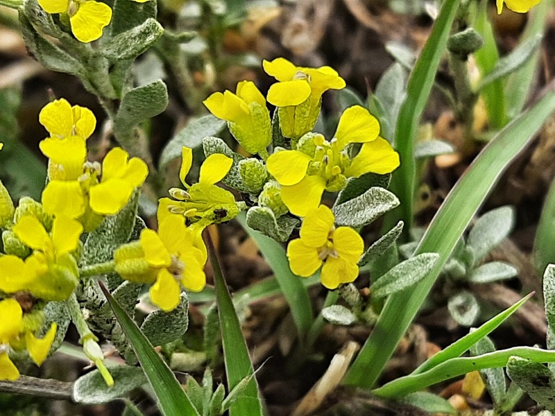 Alyssum dagestanicum photo 6