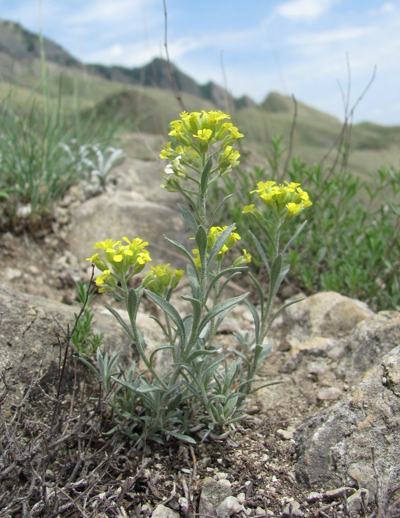 Alyssum dagestanicum photo 7