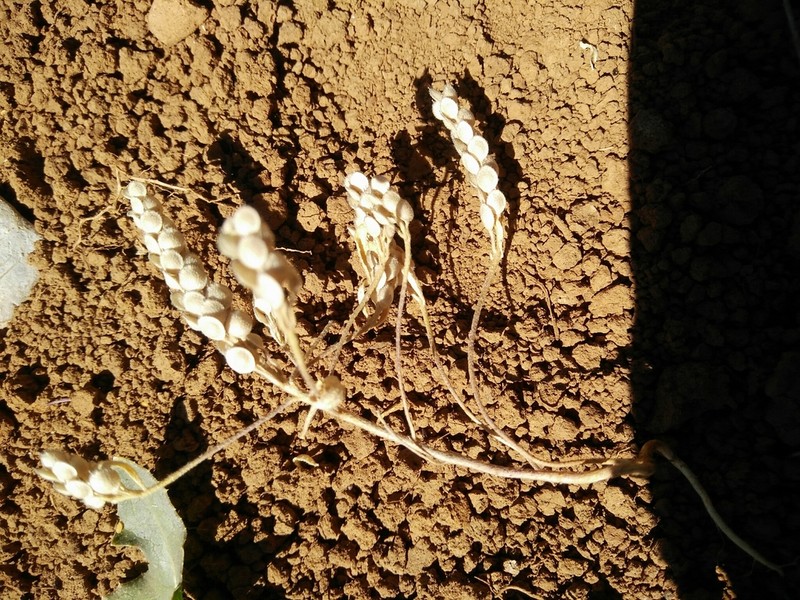Alyssum damascenum photo 3