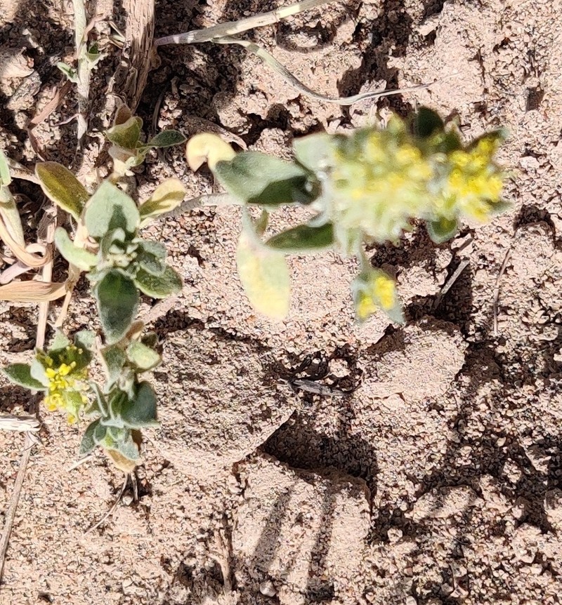 Alyssum dasycarpum photo 3