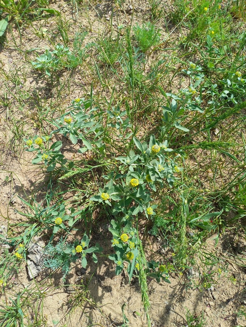 Alyssum dasycarpum photo 4