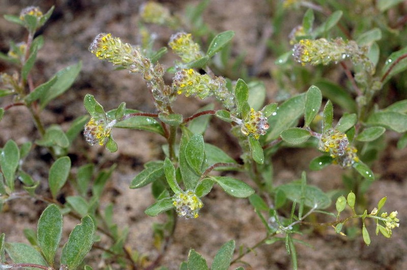 Alyssum dasycarpum photo 5