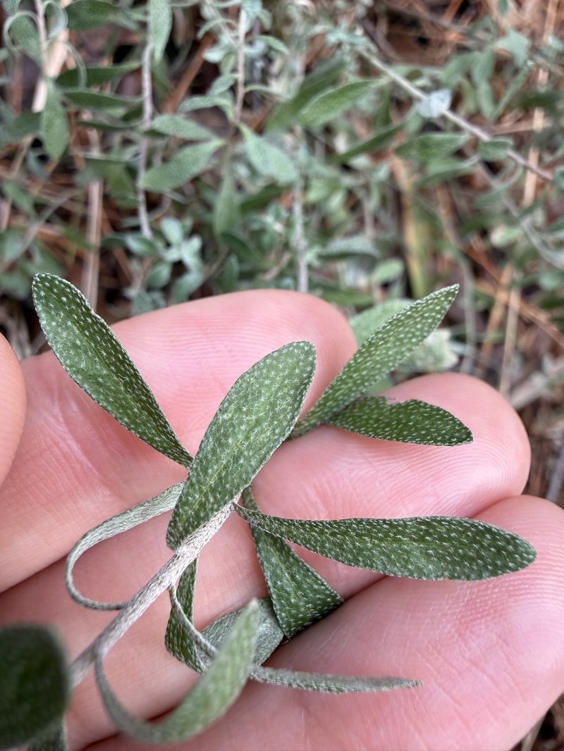 Alyssum degenianum