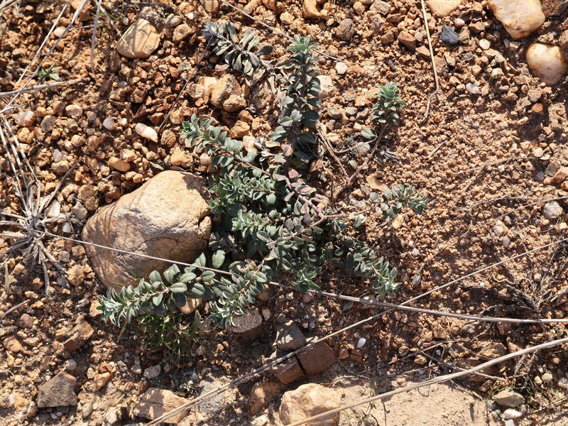 Alyssum degenianum photo 2