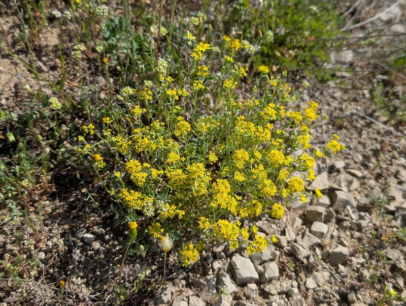 Alyssum degenianum photo 3