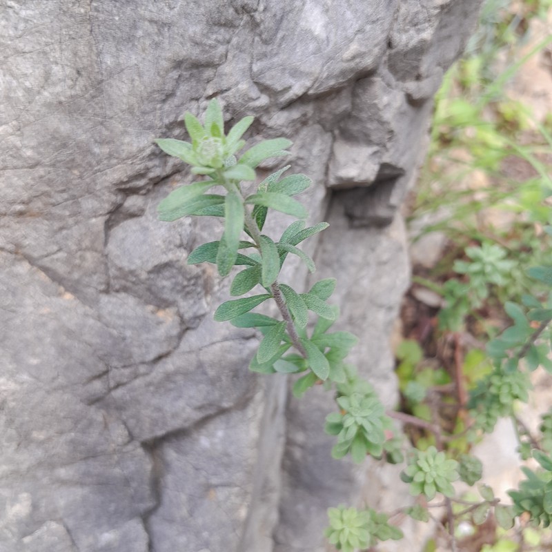 Alyssum degenianum photo 4