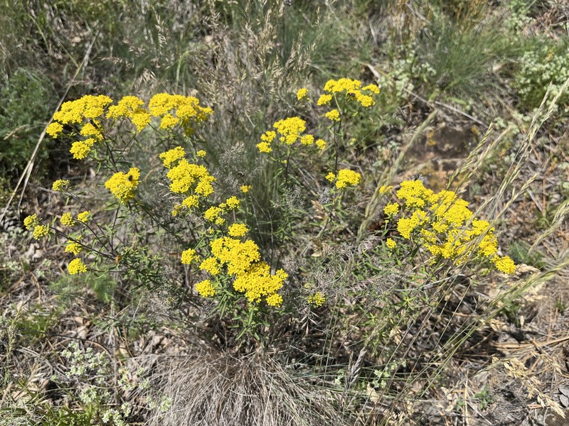 Alyssum degenianum photo 5