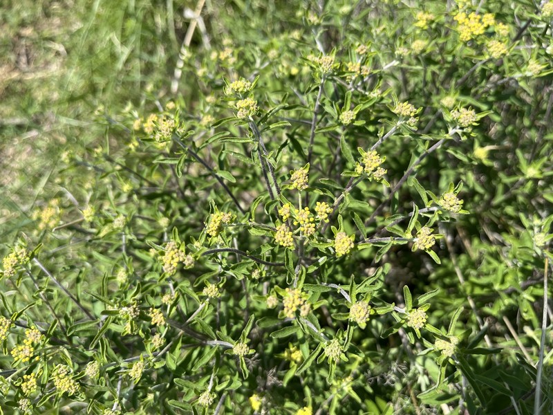 Alyssum degenianum photo 6