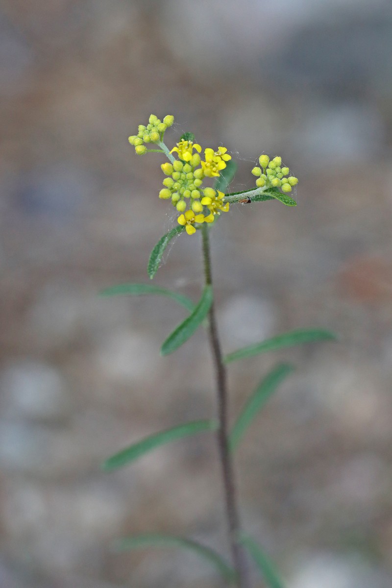 Alyssum degenianum photo 7