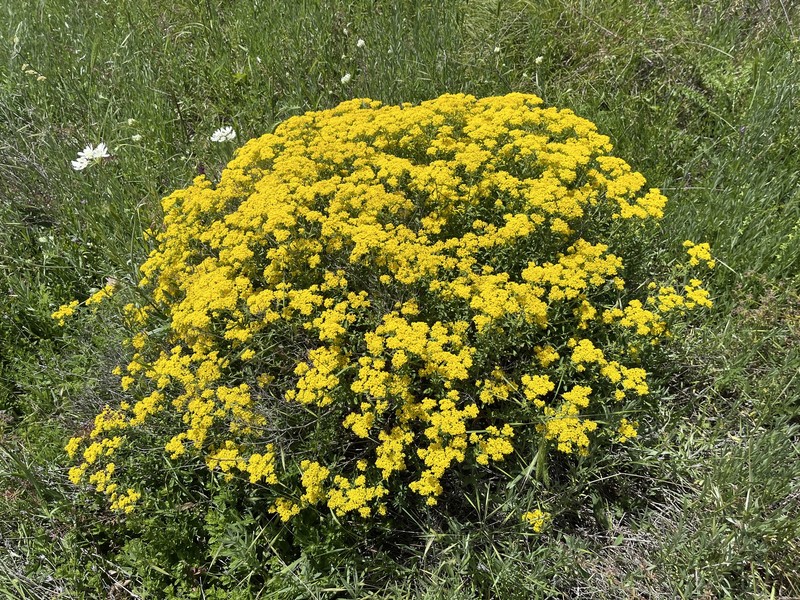 Alyssum degenianum photo 8
