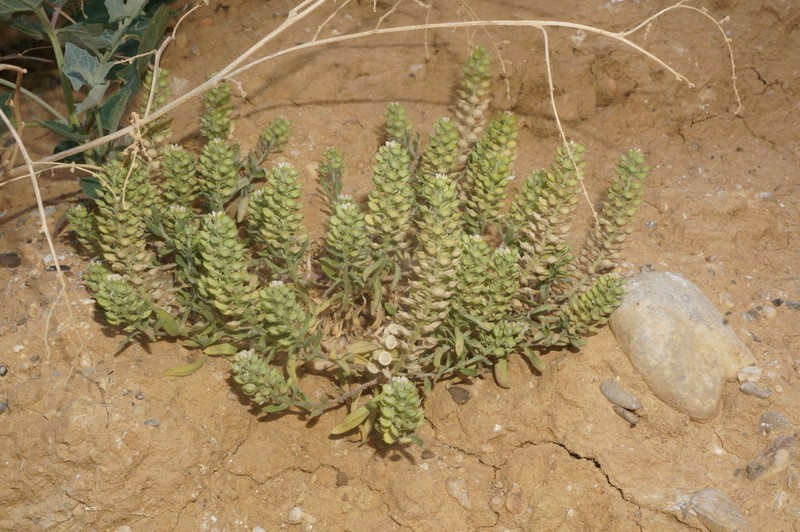 Desert Madwort photo 2