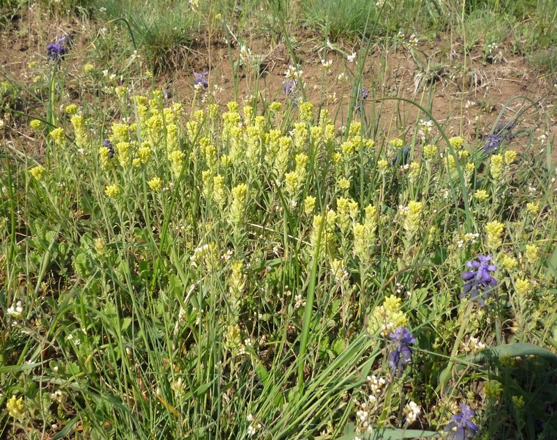 Desert Madwort photo 3