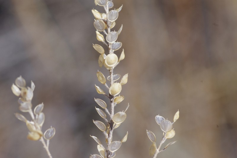 Desert Madwort photo 7