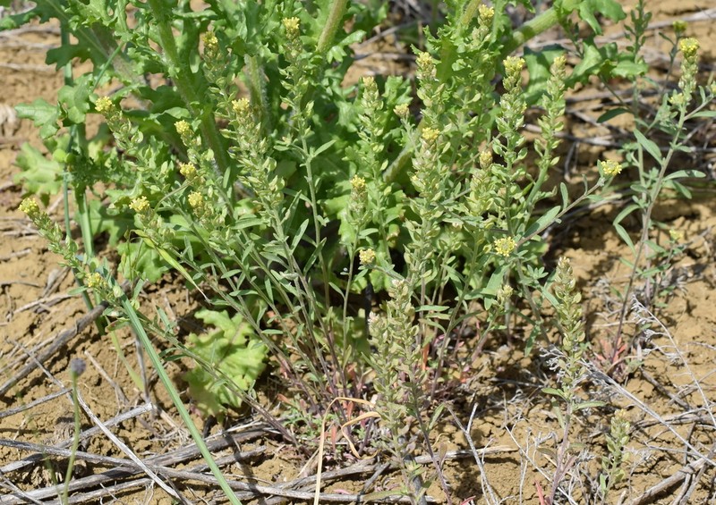 Desert Madwort photo 8
