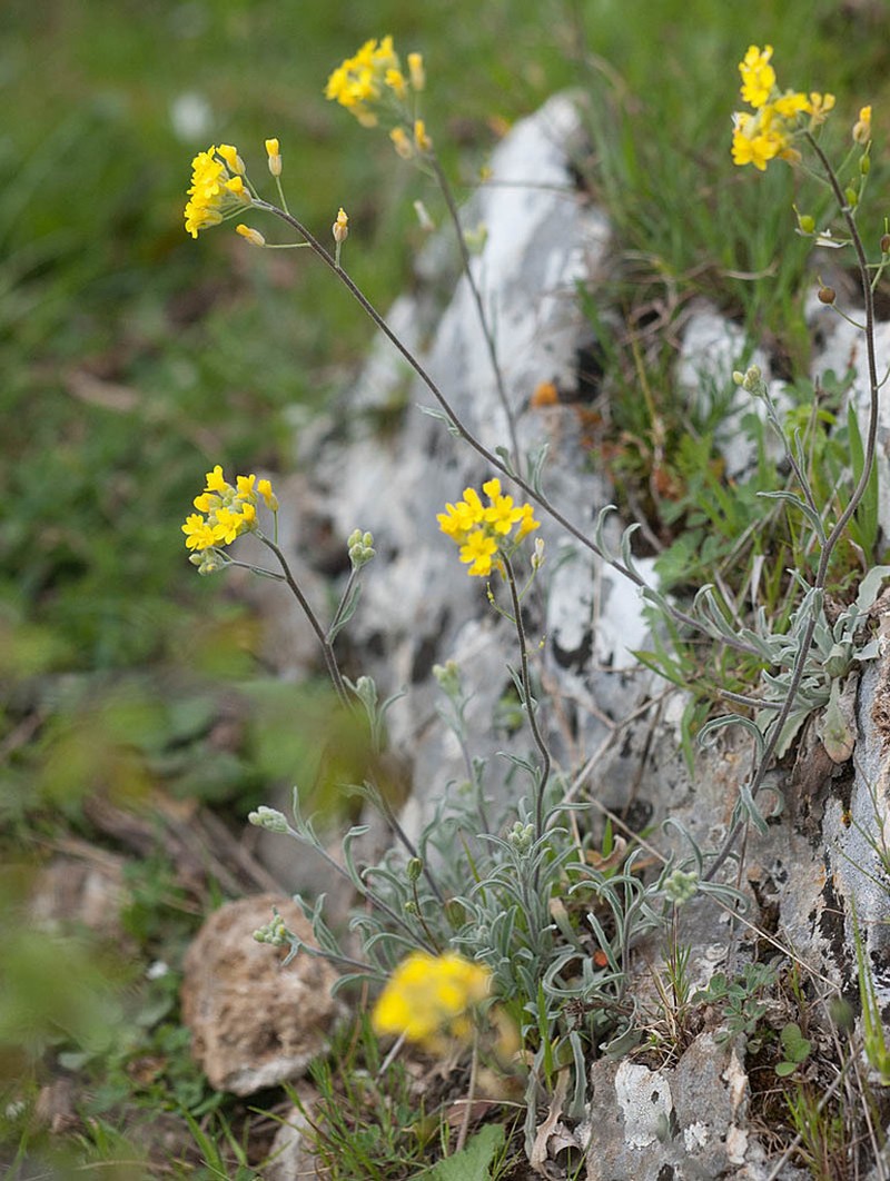 Alyssum diffusum