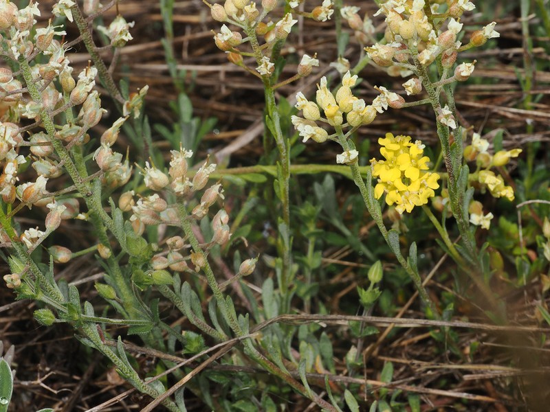 Alyssum diffusum photo 2