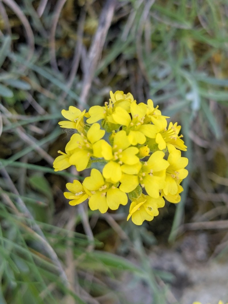 Alyssum diffusum photo 3