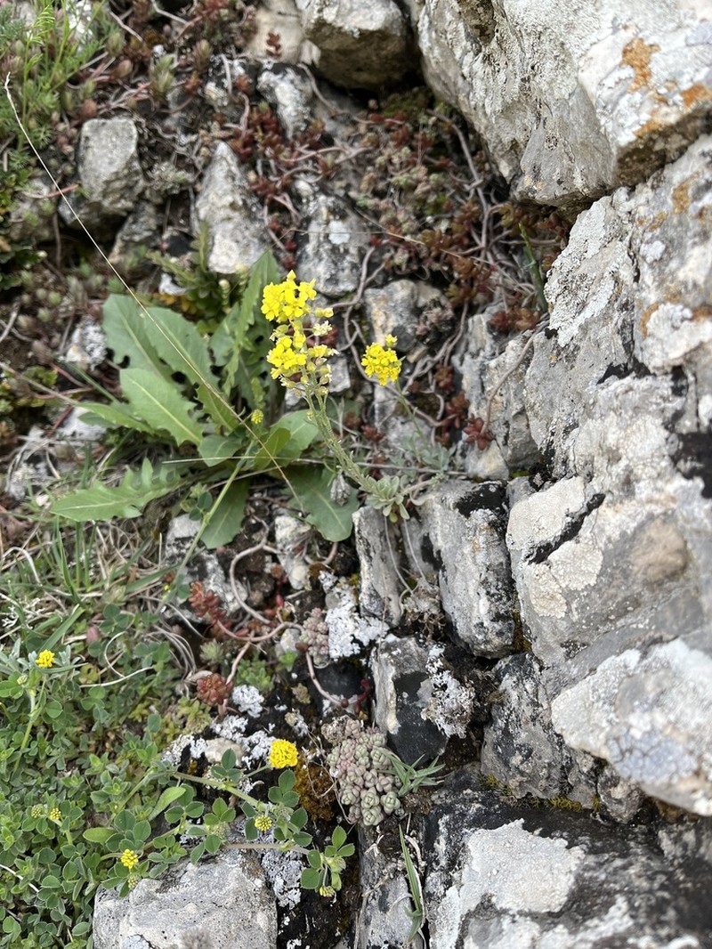 Alyssum diffusum photo 4