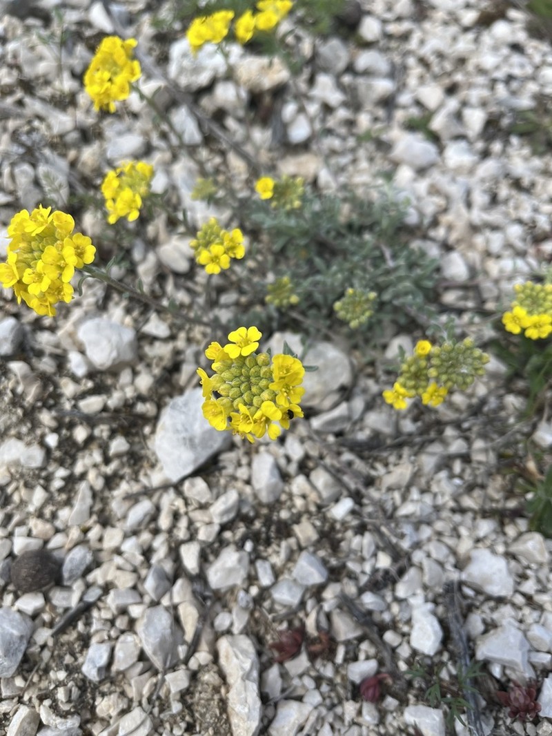 Alyssum diffusum photo 5