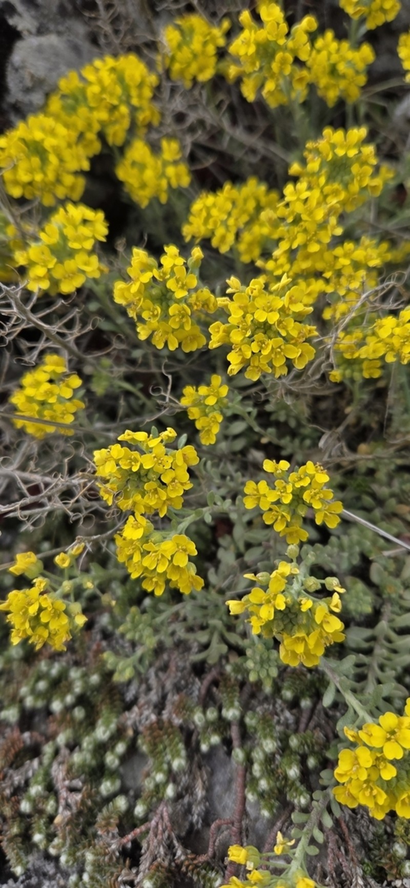 Alyssum diffusum photo 6