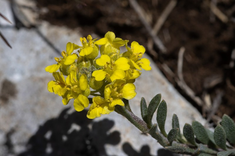 Alyssum diffusum photo 7
