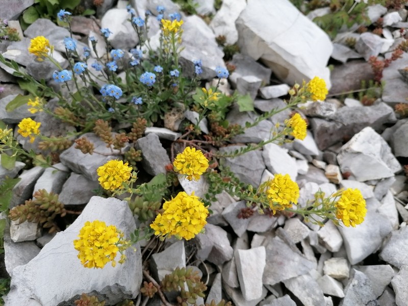 Alyssum diffusum photo 8
