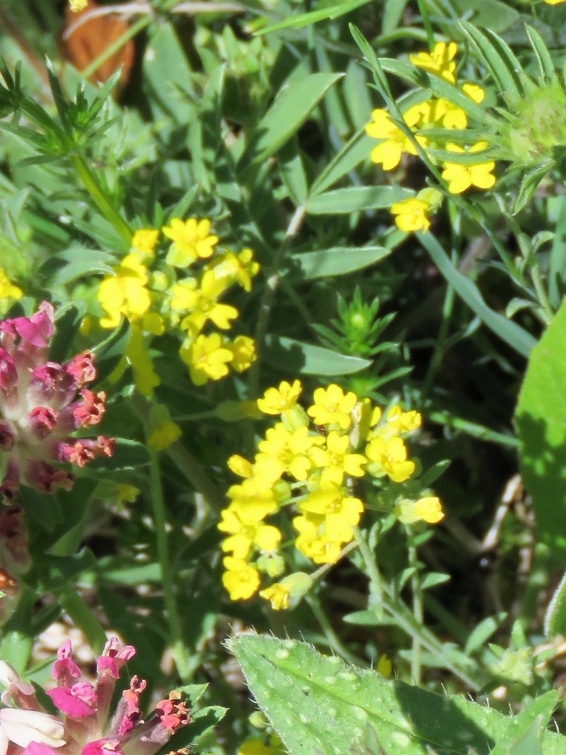 Alyssum diffusum subsp. garganicum
