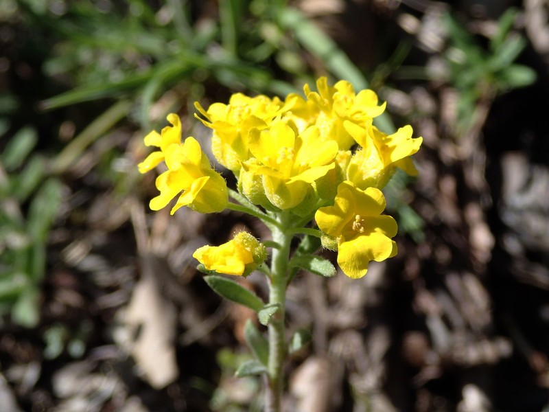 Alyssum diffusum subsp. garganicum photo 2