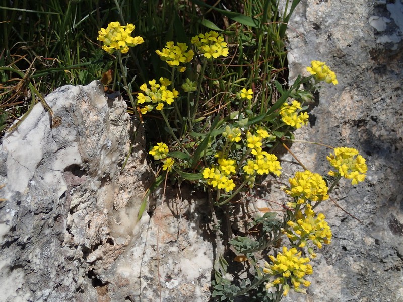 Alyssum diffusum subsp. garganicum photo 3