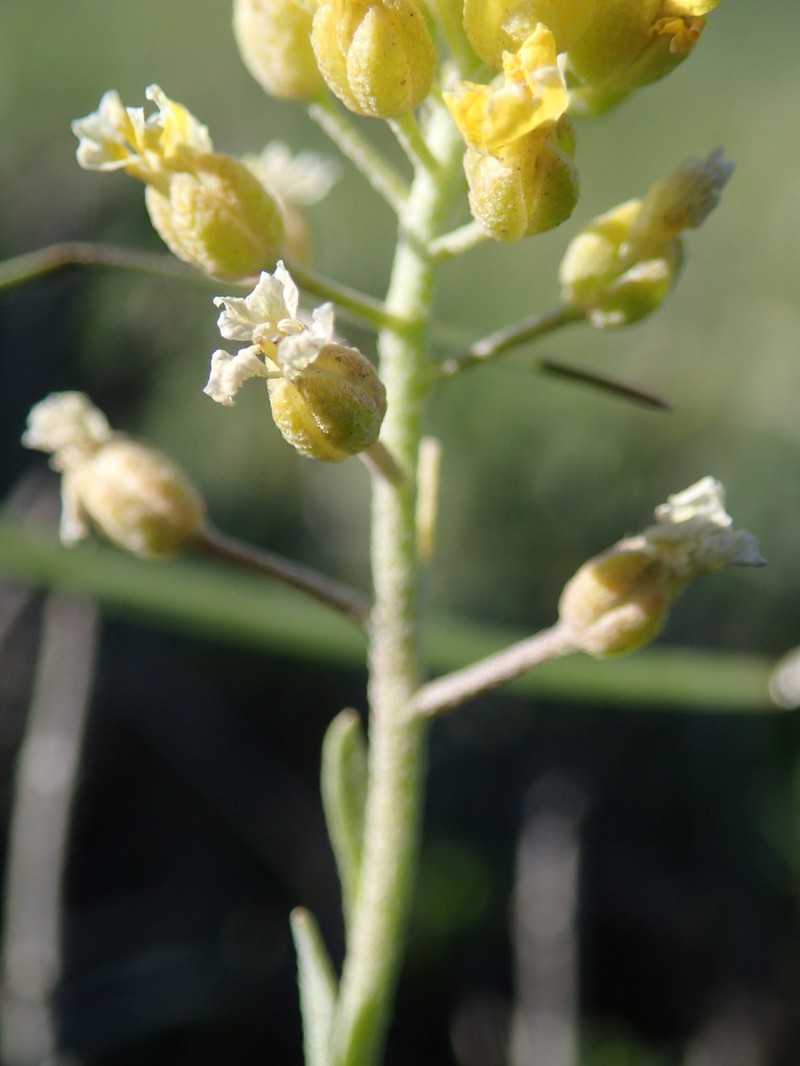 Alyssum diffusum subsp. garganicum photo 4