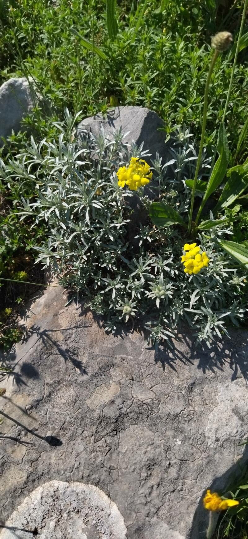 Alyssum doerfleri