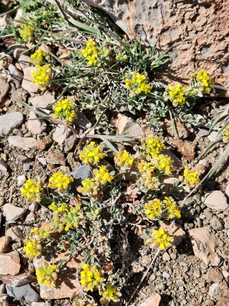 Alyssum fastigiatum