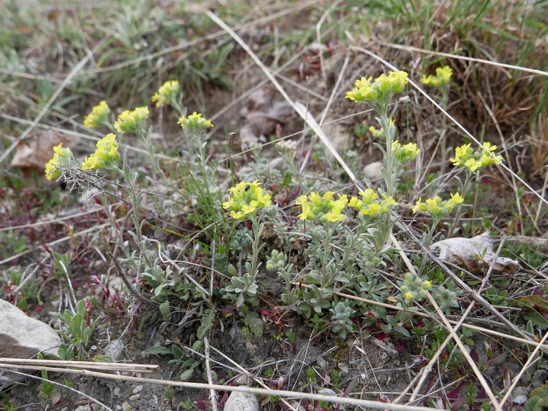 Alyssum fastigiatum photo 2