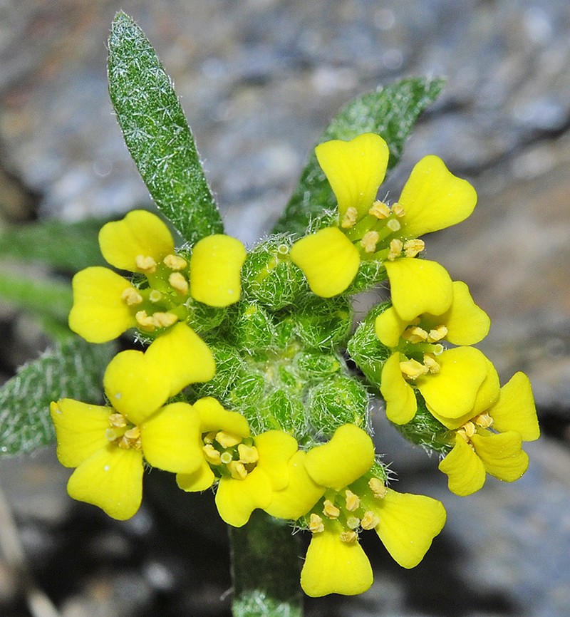Alyssum fastigiatum photo 3