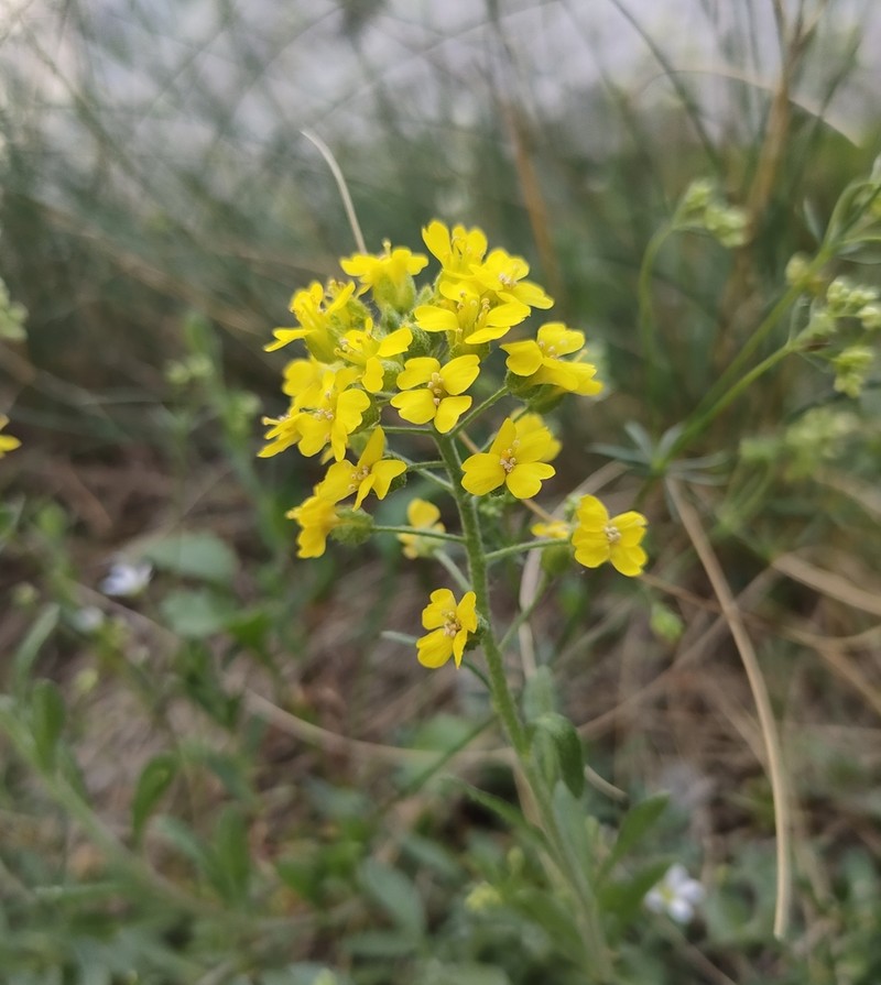 Alyssum fastigiatum photo 4