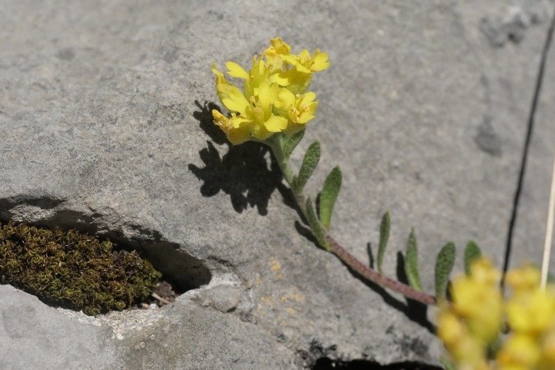 Alyssum fastigiatum photo 5