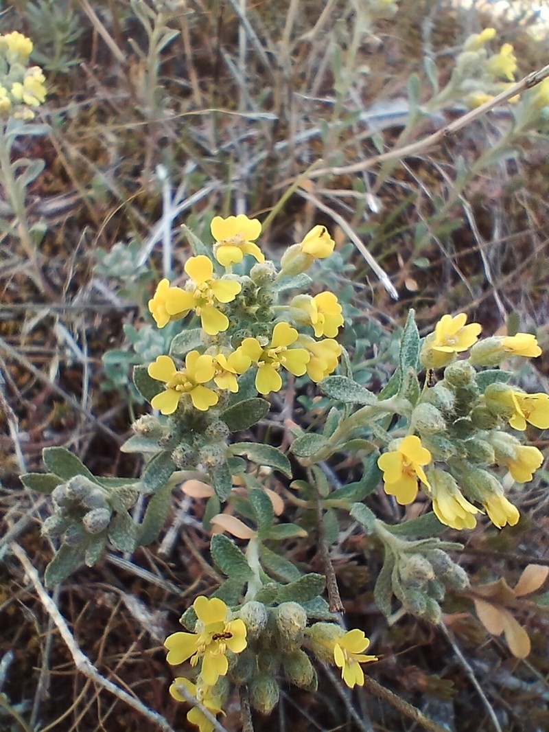 Alyssum fastigiatum photo 6