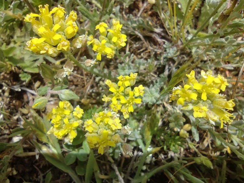 Alyssum fastigiatum photo 7