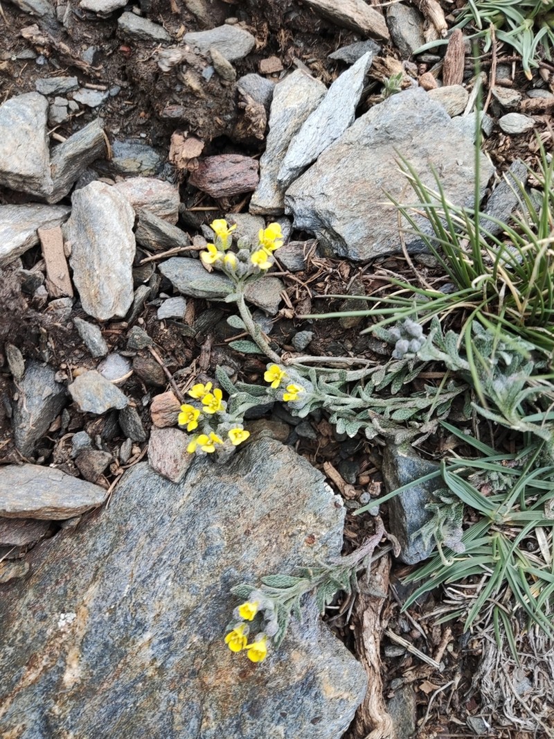 Alyssum fastigiatum photo 8